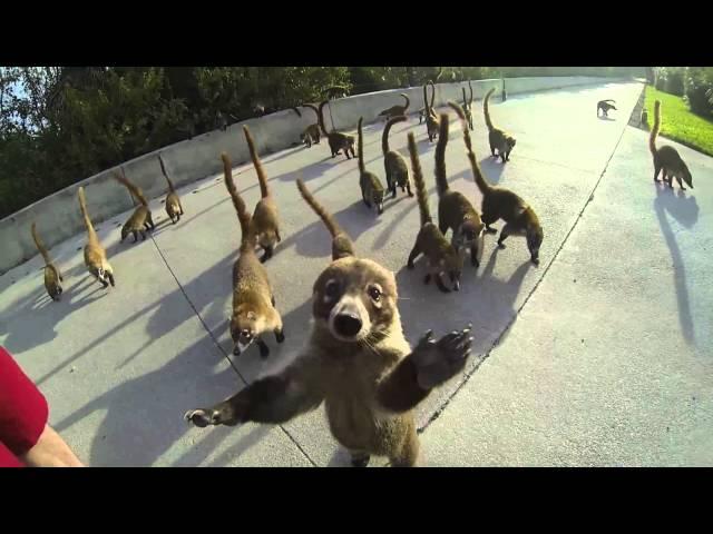 Attack of the Coatis