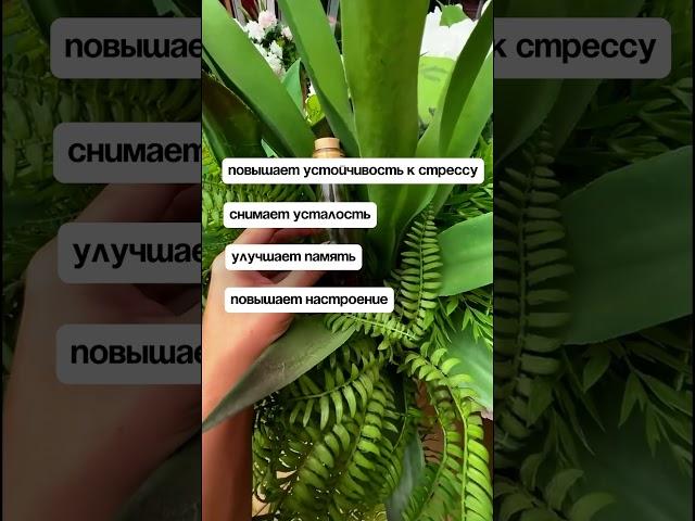 Лучший адаптоген этой весны! #родиола #рецепт #адаптогены #микробиом #нутрициология