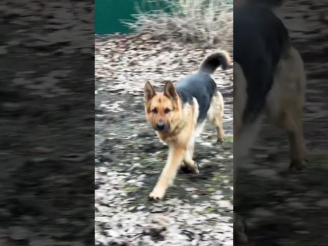 Засада 🪖раскрыта)  смена позиции)