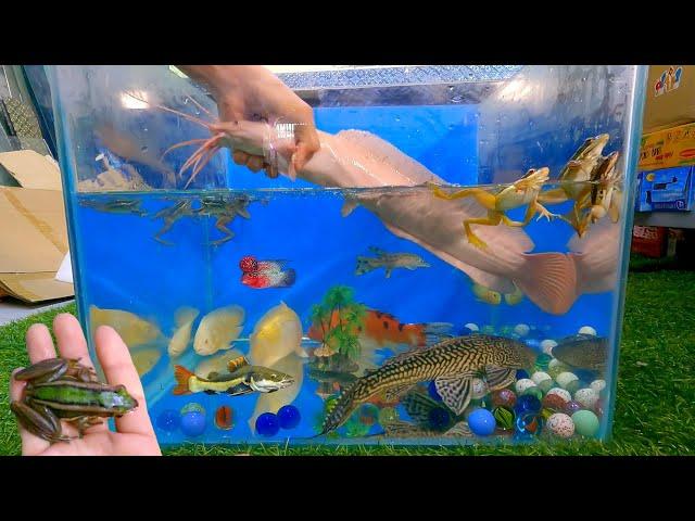 Video tổng hợp cá cảnh đẹp, cá rồng, cá la hán, cá trê, cá sấu, sinh vật dưới nước