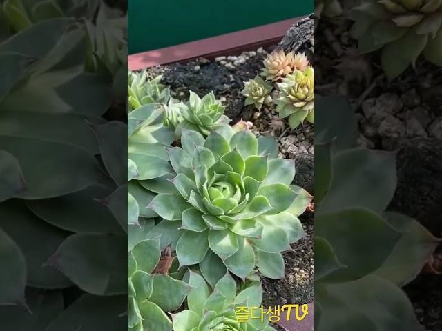 [초보다육맘]자연스레 한몸인듯 바위솔 多肉植物 たにくしょくぶつ Korean Succulent