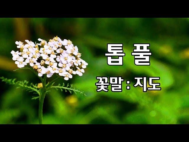 톱풀 야생화의신비 130편 # 가새풀  # 배암세 # 아킬레아 # 신초