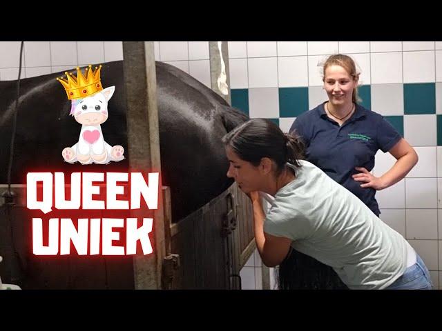 The very last chance to make QueenUniek pregnant for 2022 | Friesian Horses