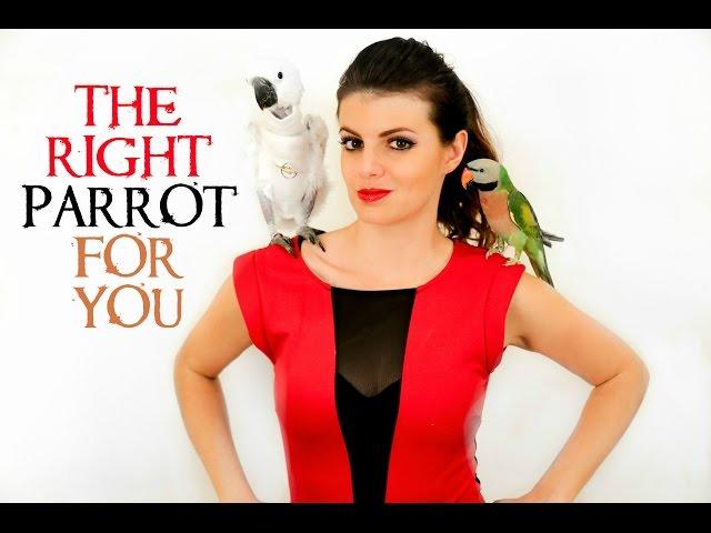 PARROT TALK #4 How To Choose The Right Parrot For You