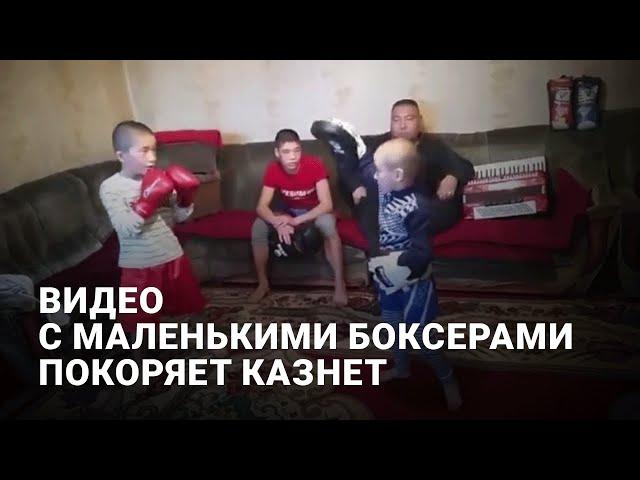 Видео с маленькими боксерами покоряет Казнет