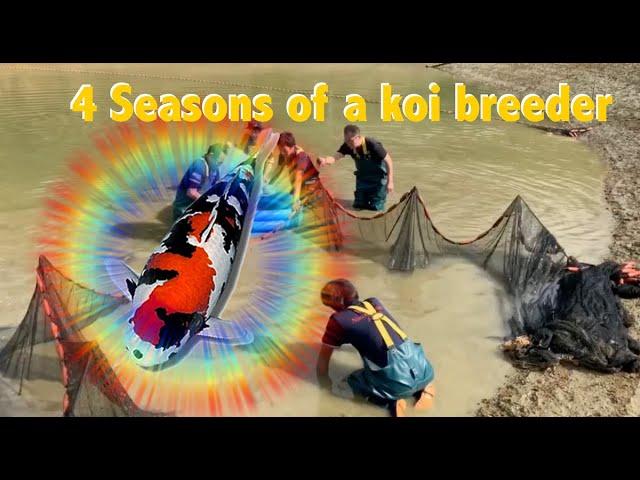 4 Seasons of a koi breeder - Days in the life of a Japanese koi breeder