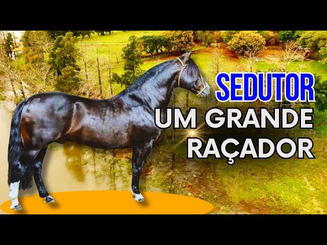 Sedutor, um Campeão pai de Campeões na Cabanha Malke e nas pistas do Cavalo Crioulo