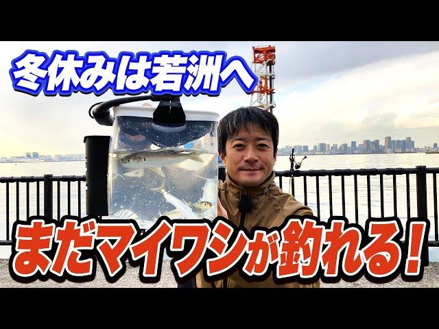 【若洲海浜公園】冬休みにマイワシを釣ろう！サビキ釣りで釣れる時間帯は？すぐ役立つ高鮮度情報