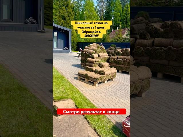 КАК СДЕЛАТЬ ЗЕЛЕНЫЙ ГАЗОН НА УЧАСТКЕ ? #shorts #дача #газон #сад #дом #участок #спб #озеленение