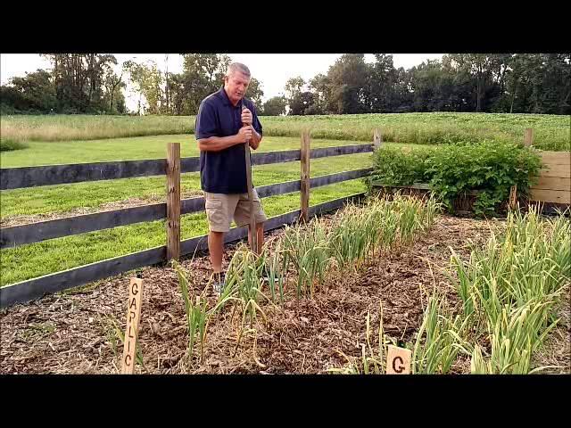 Harvesting Garlic - Old World Garden Farms