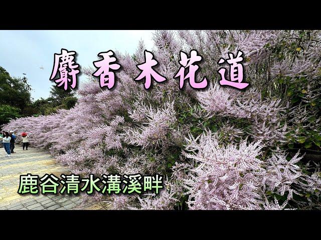 南投鹿谷清水溝溪麝香木花道&九重葛花道(背景音樂/寶島四季謠)