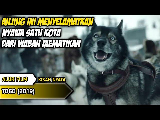 KISAH NYATA SEEKOR ANJING MENYELAMATKAN UMAT MANUSIA || ALUR CERITA FILM TOGO 2019