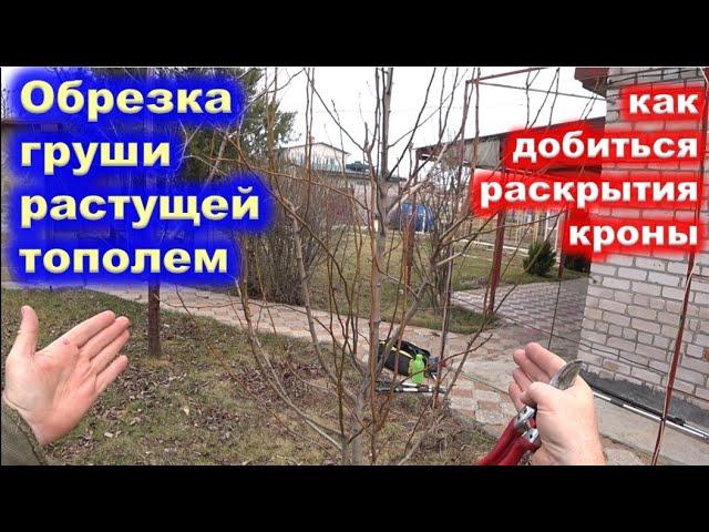 ОБРЕЗКА ГРУШИ растущей тополем