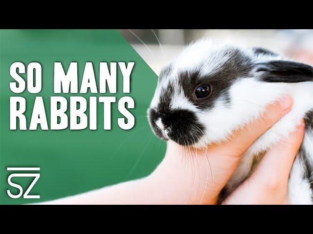 Tour the Outdoor Rabbit Pens: See How Many Breeds We Have