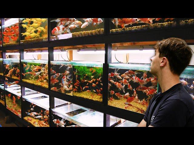 GOLDFISH Breeding Facility at Home | In Depth Tour