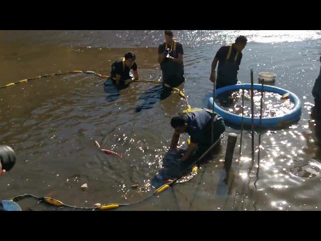 Konishi Koi Farm, Elterntier Ernte, November 2022