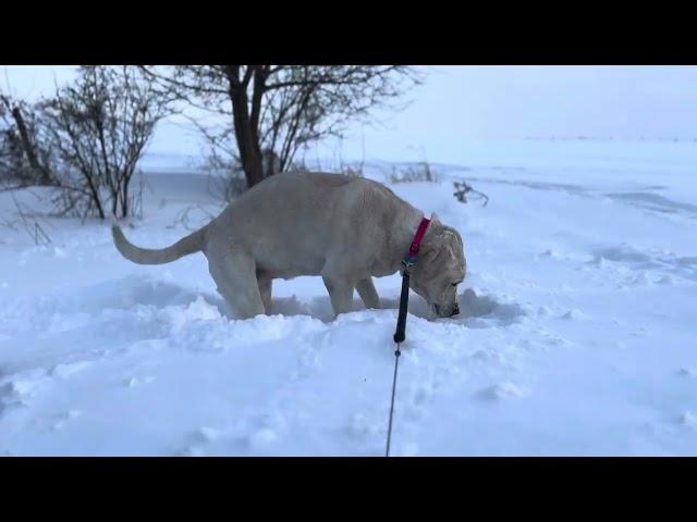 The Weiner dog Fleury does take the plunge in deep snow. Well deep to him!