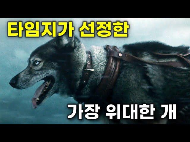 말도 안되는 능력으로 알래스카 수백명 사람의 목숨을 구해낸 한 천재 개의 실화 [영화리뷰/결말포함]