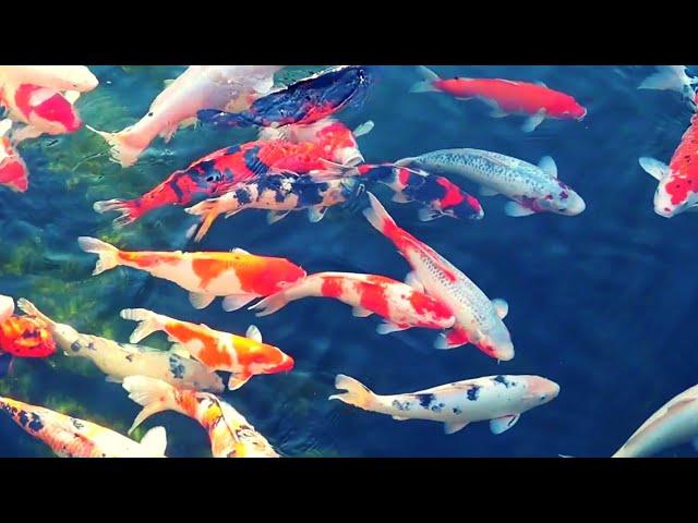 [4K] Beautiful Relax Music Sleep with Japanese Koi Carp Fish - Meditation, Study Music, Spa, Yoga