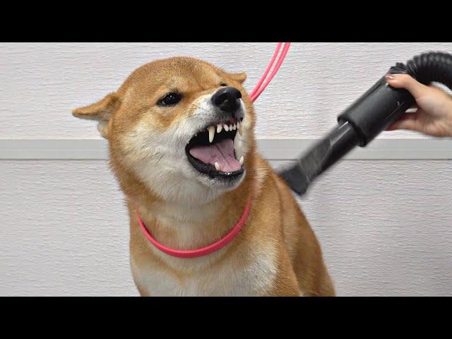 Crazy Shiba Inu won battle against groomer