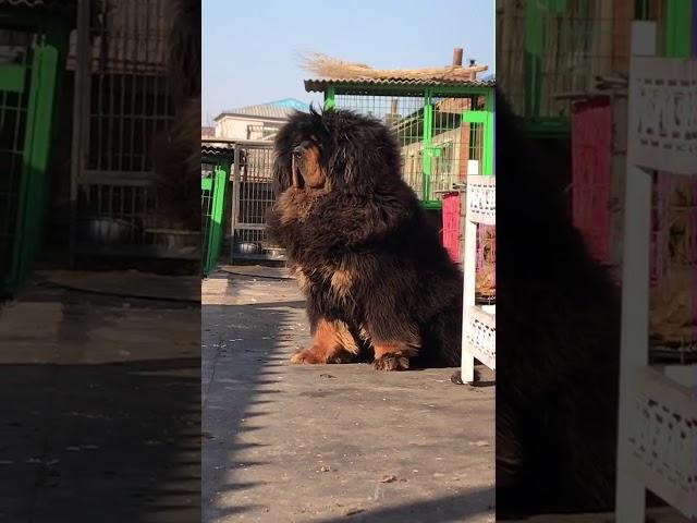 Chinese Mastiff Dog