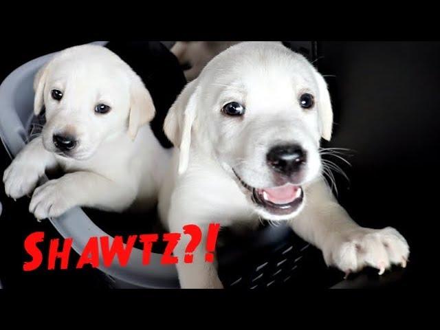 PUPPIES GO TO THE VET FOR THEIR FIRST CHECK UP!