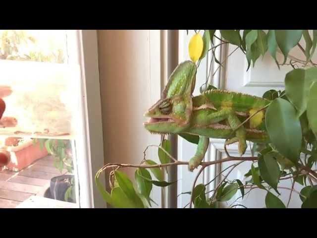 Chameleon tongue in Slow Motion