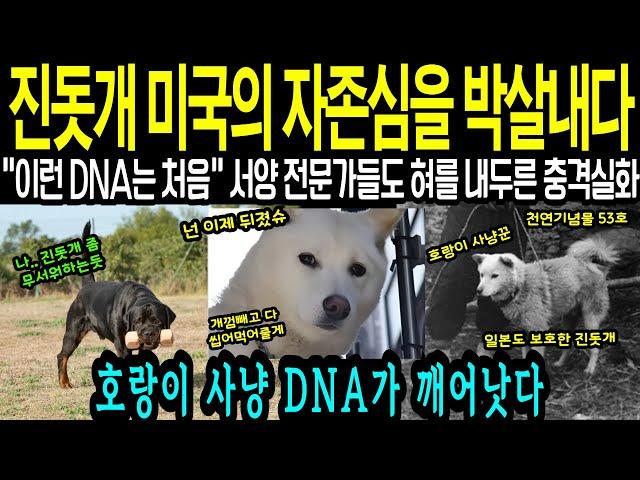 [해외감동사연] 호랑이 사냥 DNA 한국의 "진돗개" 미국 전문가들도 놀란 충격실화