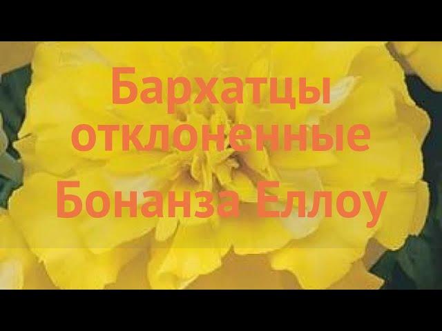 Бархатцы отклоненный Еллоу  отклоненный бархатцы Еллоу обзор: как сажать, семена бархатцев Еллоу