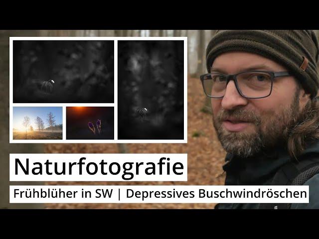 Naturfotografie: Frühblüher in SCHWARZWEISS | Depressives BUSCHWINDRÖSCHEN