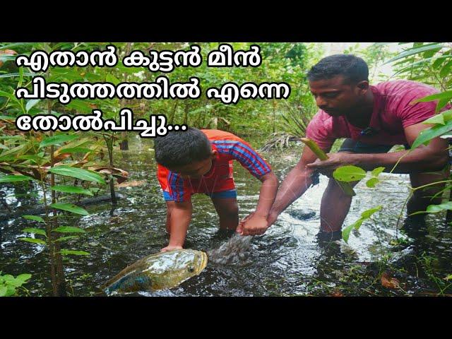 Catching big snake head fish