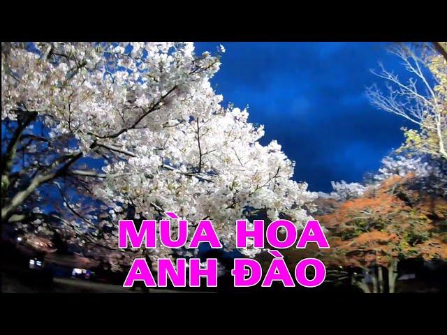 Mùa Hoa Anh Đào Ở Nhật - Bệu Bệu JP