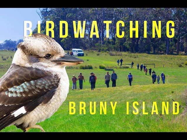 BIRDWATCHING IN BRUNY ISLAND