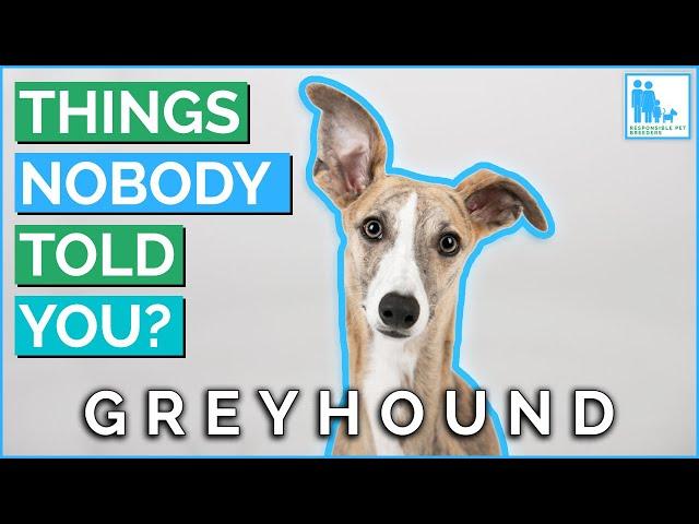 Things Nobody Told You About Owning a Greyhound? - Vet Dr Alex