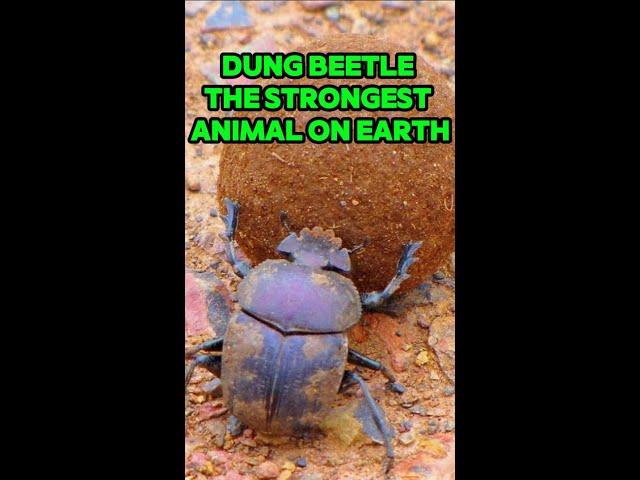 Dung Beetle | The Strongest Animal On Earth. #shorts