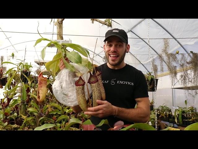 Redleaf Exotics: Exotica Plants Import!