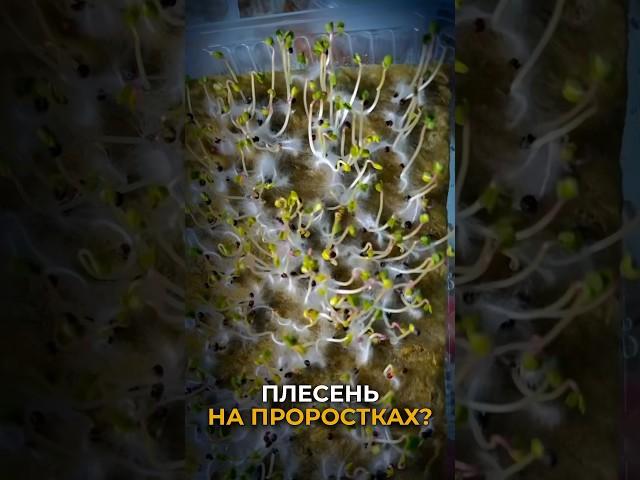 Плесень на микрозелени | Как выращивать микрозелень дома?