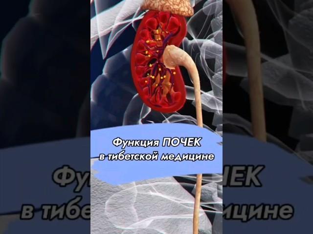 ФУНКЦИЯ ПОЧЕК с точки зрения тибетской медицины // #докторжимба