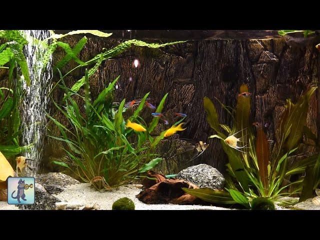 Relaxing Aquarium Fish Tank Sounds ~ NO MUSIC 