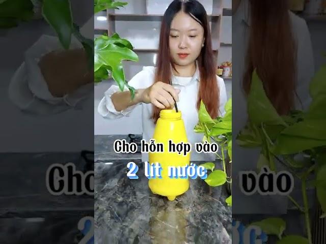 Mẹo tự làm "Nước Thần" tưới cây ủ từ Bia và Trứng