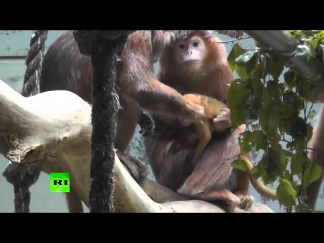 Monkey fight over baby.