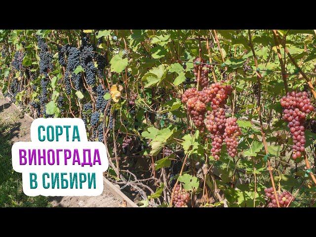 Виноград кишмиш: сорта для Сибири