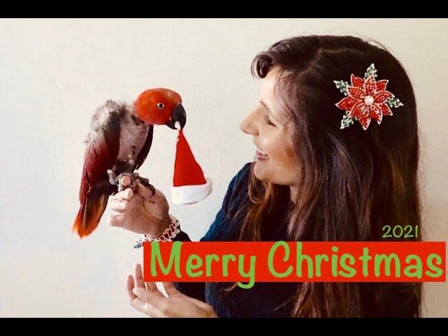 PDS Christmas Fundraising video | Christmas Parrot Puns | Rescue | Non-Profit