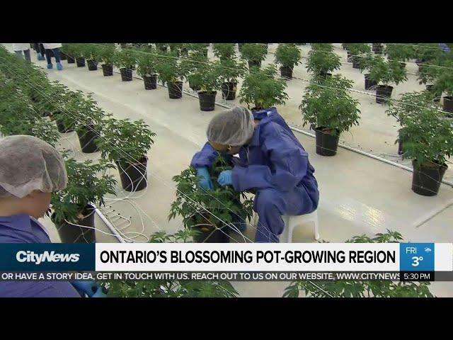 A look inside Ontario’s largest legal marijuana grow-op