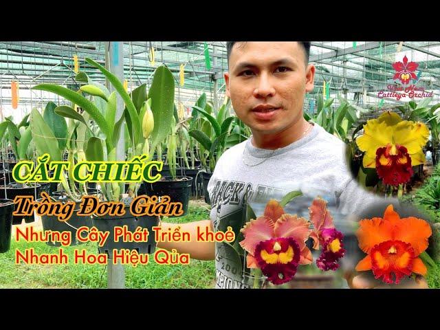 HOW TO GROW AND PREPARE CATTLEYA LANDS AFTER PLAYING FLOWERS