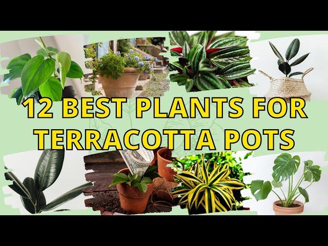 12 Best Plants for Terracotta Pots to Decorate Your Lovely Home 