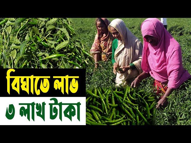 হাইব্রিড মরিচ চাষে লাখপতি কৃষক | কৃষিবিদের পরার্মশ | মরিচ চাষ পদ্ধতি | Morich Chas - Safollo Kotha