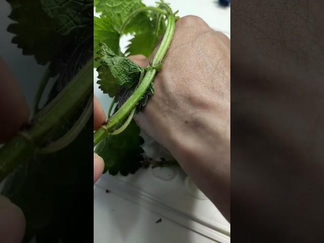 КРАПИВА ПОД МИКРОСКОПОМ