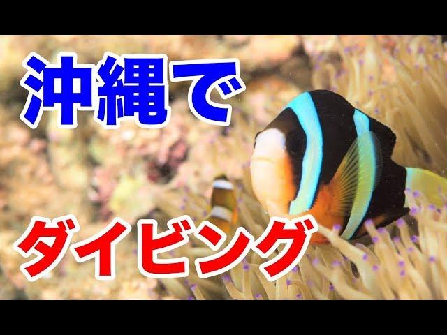 Diving in Okinawa【Tora`s nature vid#8】Japan marine coral reef anemone fish 虎之介