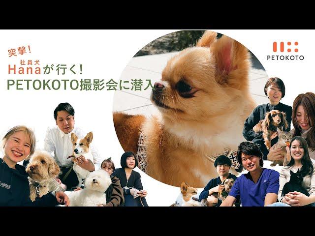 社員犬ハナがPETOKOTOスタッフの撮影会に潜入！インタビューしてきました！【社員紹介】